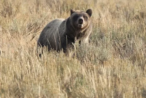 Backpacker Injured by Wild Animal in Yellowstone Transported to Trauma Center